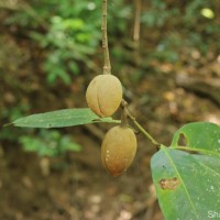 Myristica ceylanica A.DC.
